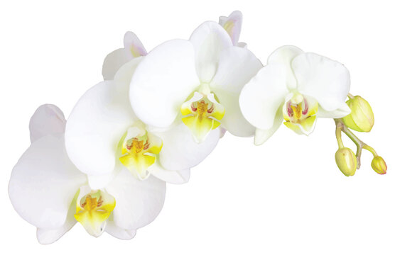 A beautiful realistic white orchid