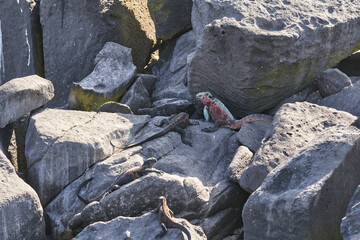 marine iguana, Amblyrhynchus cristatus, also sea, saltwater, or Galápagos marine iguana sitting on the lava rocks of the galapagos islands soaking up the sun