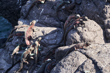 marine iguana, Amblyrhynchus cristatus, also sea, saltwater, or Galápagos marine iguana sitting on the lava rocks of the galapagos islands soaking up the sun