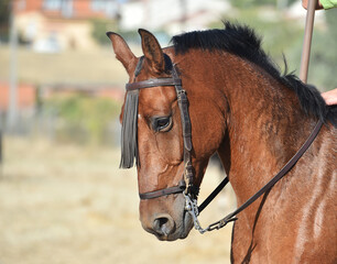 caballo espa&ntilde;ol