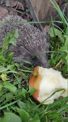 hedgehog in the nest