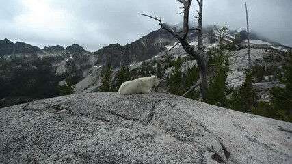 Panning shot, mountain goat on open mountain ledge in The Enchantments