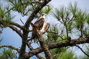 Osprey calling while perched up high on a pine tree branch