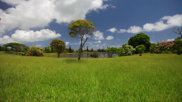 Wide, pond in floral countryside on Kauai