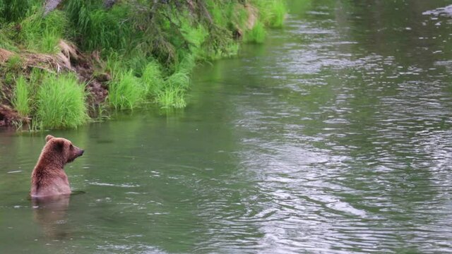 High angle, grizzly bear stands up in Alaskan river