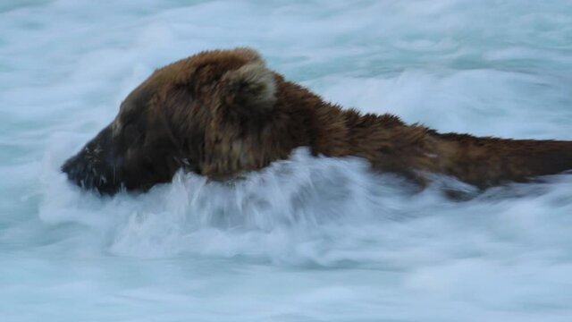 Grizzly bear swims in powerful river current in Alaska, close up