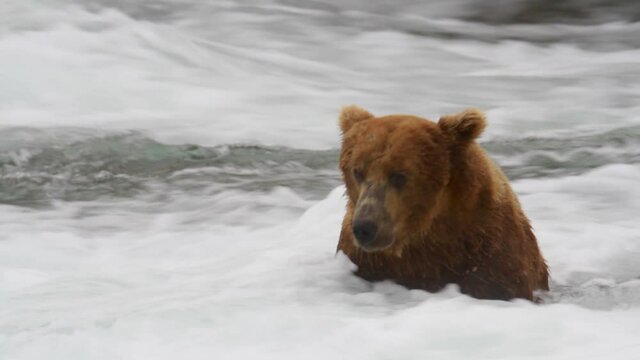 Grizzly bear sits in river looking for salmon in Alaska, close up