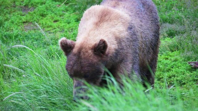 Grizzly bear in rural Alaska, close up