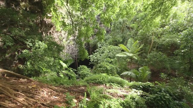 High angle, dense tropical forest in Kauai