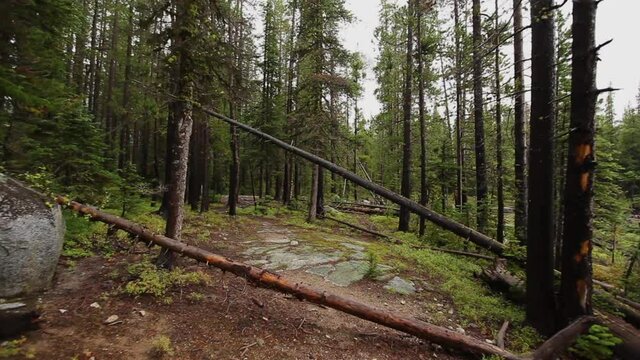 Steady Cam, Fallen Trees On Woodland Trail In The Enchantments