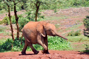 Fototapeta na wymiar A baby elephant with his trunk stretched out happily follows his sense of smell. Copy space. Nairobi National Park, Kenya.