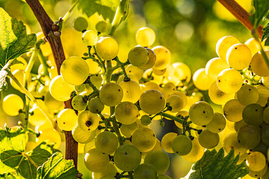 White grapes on grapevine closeup. Summer at vineyards. Grapes before harvest.