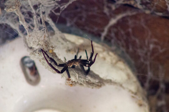 ara&ntilde;a negra en su telara&ntilde;a