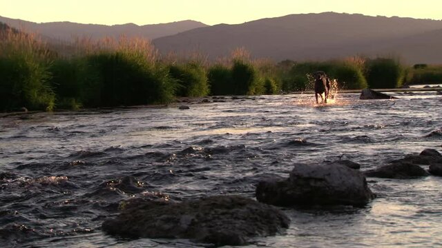 Weimaraner running and splashing in creek at sunset