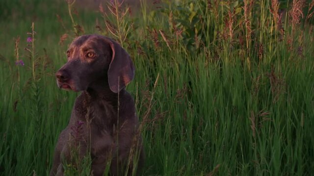 Alert Weimaraner sitting in high grass