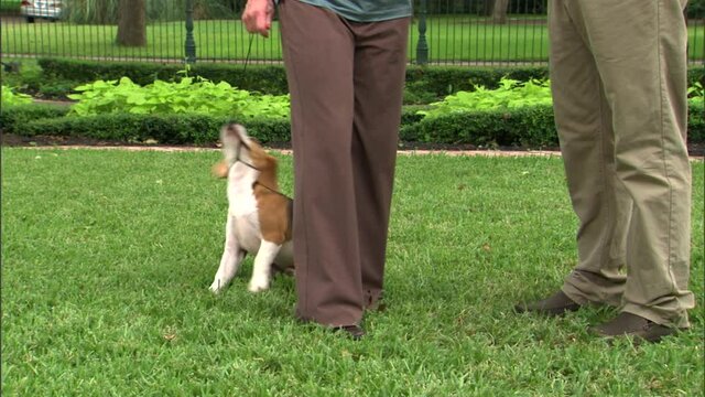 Beagle biting and pulling leash while people are talking