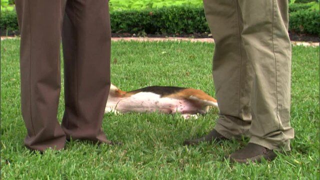 Beagle biting and pulling leash while people are talking