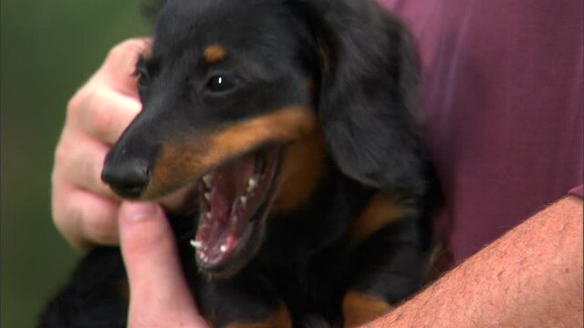 Owner holding Dachshund in arms