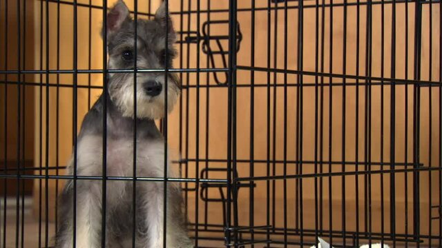 Schnauzer waiting in crate