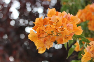  Orange  bougainvillea