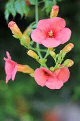 pink flower in garden ( canopsis) .