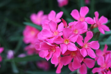 pink flowers ( rhododendron) 