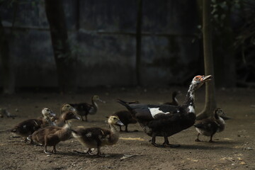Mother Muscovy black and white duck and her baby ducks in the golden hour