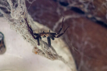 araña negra en su telaraña