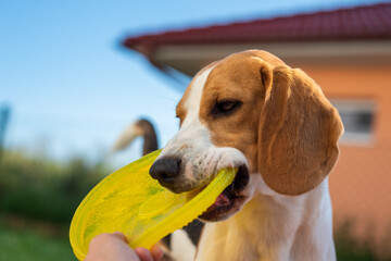 Tug of war with beagle dog in backyard. Canine theme.