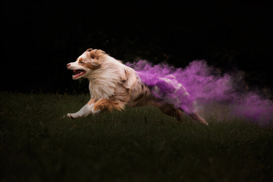 Australian Shepherd In Holli Color