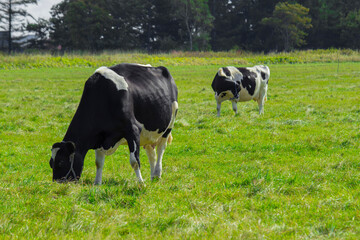 Fototapeta na wymiar Cows eating grass in sunny pastures