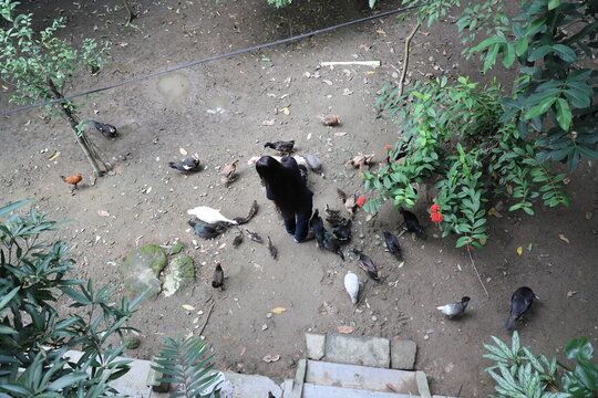 A brown young woman with long black hair feeding various type of pet birds- chickens, ducks, Muscovy ducks, turkey and many other Phasianidae family animals -a view from the top