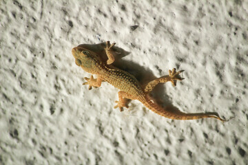 House lizard or little Gecko on white wall