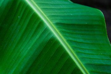  Zielone liście, roślinne tło. - obrazy, fototapety, plakaty