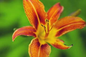 Beautiful flower blossoms in the garden