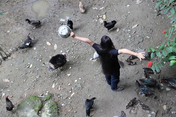 A brown young woman with long black hair feeding various type of pet birds- chickens, ducks, Muscovy ducks, turkey and many other Phasianidae family animals -a view from the top