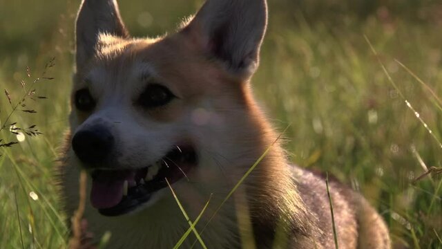 Close up of corgi standing in high grass at sunrise