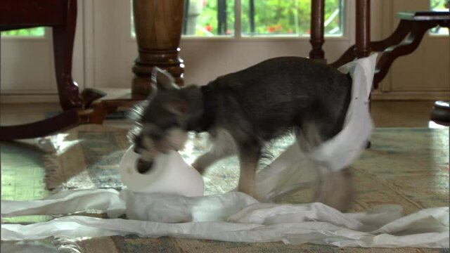 Small dog playing with a roll of toilet paper indoors