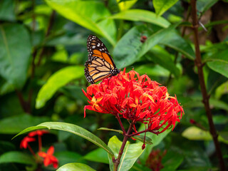 Monarch Butterfly (Danaus plexippus) Feeding on Enormous Red Flower