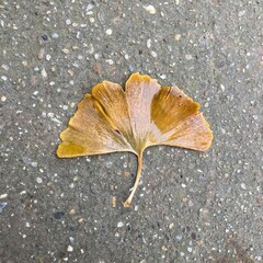 Gingko biloba leaf autumn