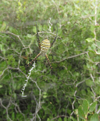 Araña sobre espinas en  Almería