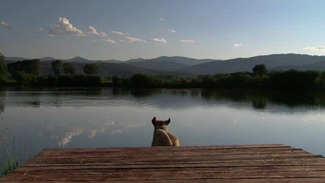 Yellow lab jumping off of a dock swimming toward mountain