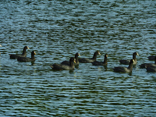 patos en los lagos de palermo