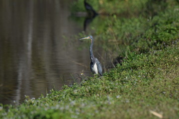 Heron