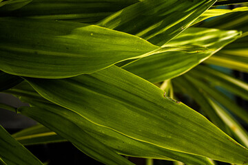 Zielone liście, roślinne tło.
