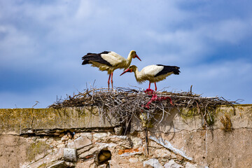 stork and nest on the chimney of an abandoned factory in Olhao, Algarve, Portugal