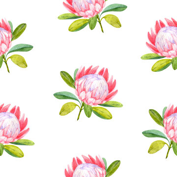 Seamless pattern with watercolor flowers on a white background. Protea pattern.