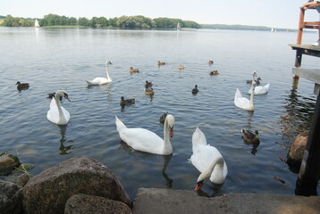 łabędź  © karolina
