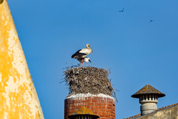 stork and nest on the chimney of an abandoned factory in Olhao, Algarve, Portugal