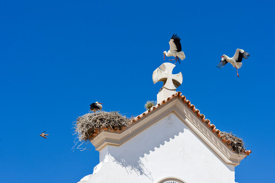 nest storks and storks on the roof of Mother Church of Nossa Senhora do Ros&aacute;rio in Olhao, Algarve, Portugal